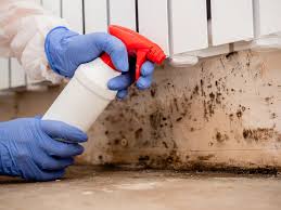  Beverly Hills, FL Mold Removal & Remediation Pros